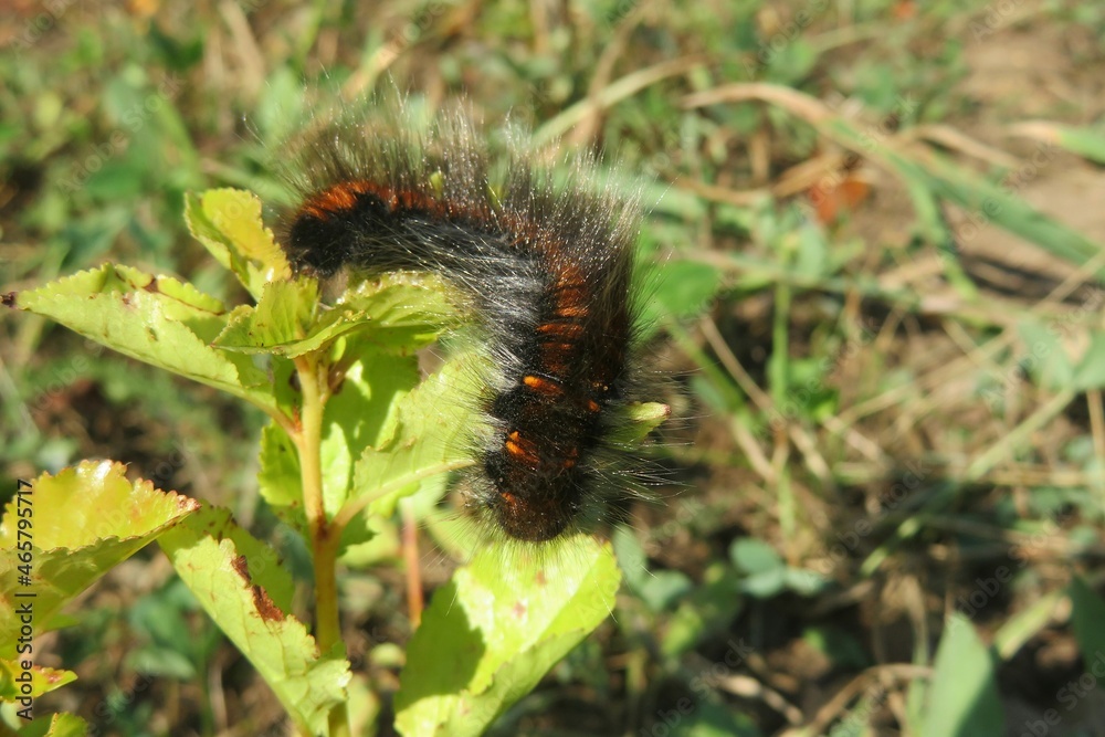 Woolly caja caterpillar on green leafs in the garden, closeup Woolly caja caterpillar on green leafs in the garden, closeup
