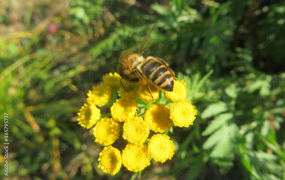 Honeybee on yellow tansy flowers in the garden Honeybee on yellow tansy flowers in the garden
