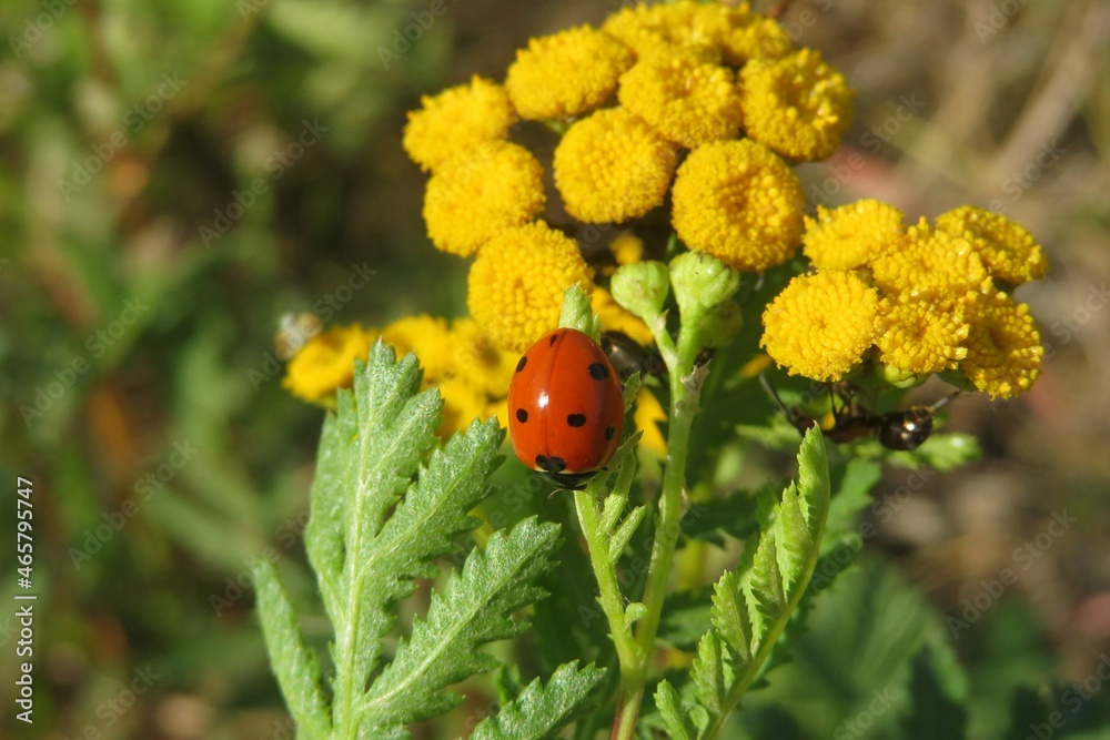 Yellow tansy flowers in the meadow, closeup Yellow tansy flowers in the meadow, closeup
