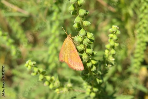 Orange Lythria butterfly on green plant in the meadow photo