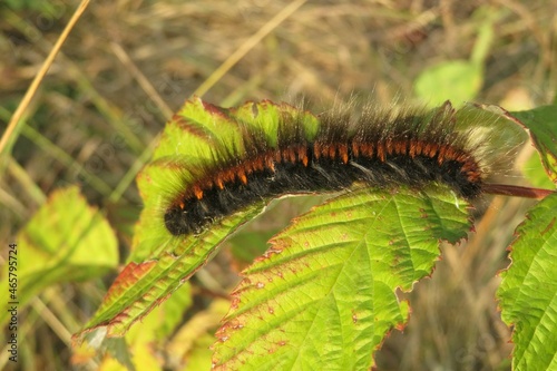 Tiger caterpillar Arctia caja on raspberry leaves in the garden photo