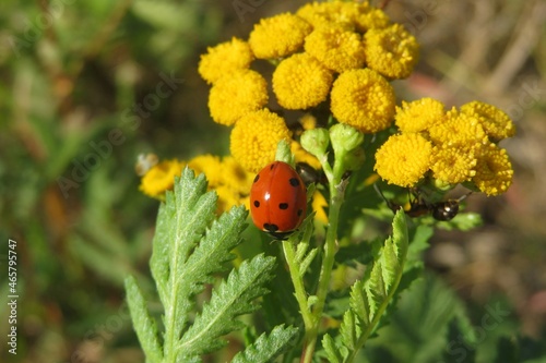 ladybug on a yellow tansy flowers in the meadow, closeup