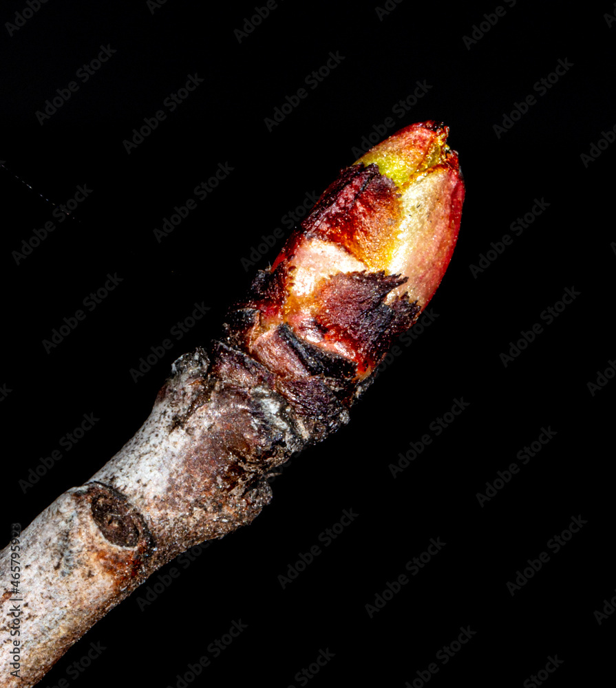 The bud opens on a tree branch. The bud opens on a tree branch.