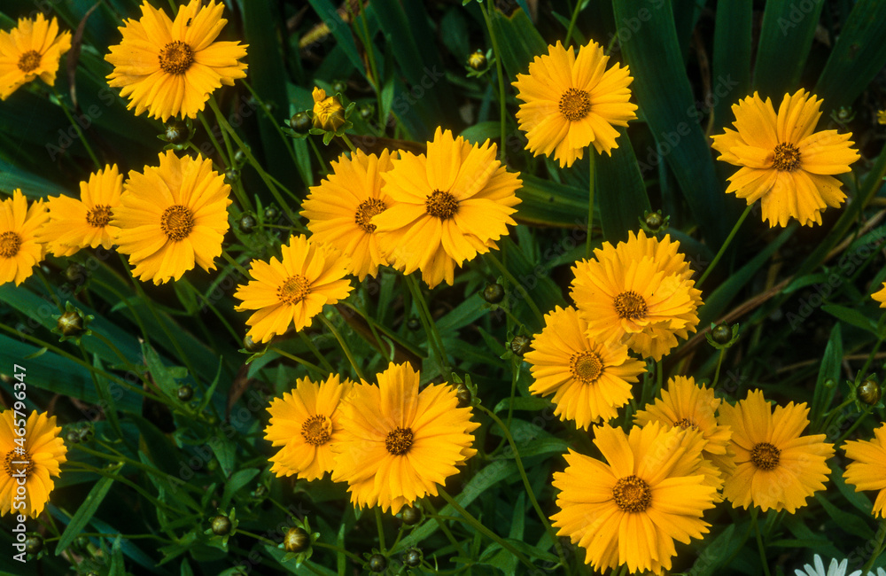 Coréopsis, Coreopsis grandiflora Coréopsis, Coreopsis grandiflora