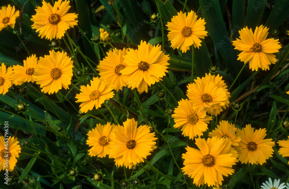 Coréopsis, Coreopsis grandiflora Coréopsis, Coreopsis grandiflora