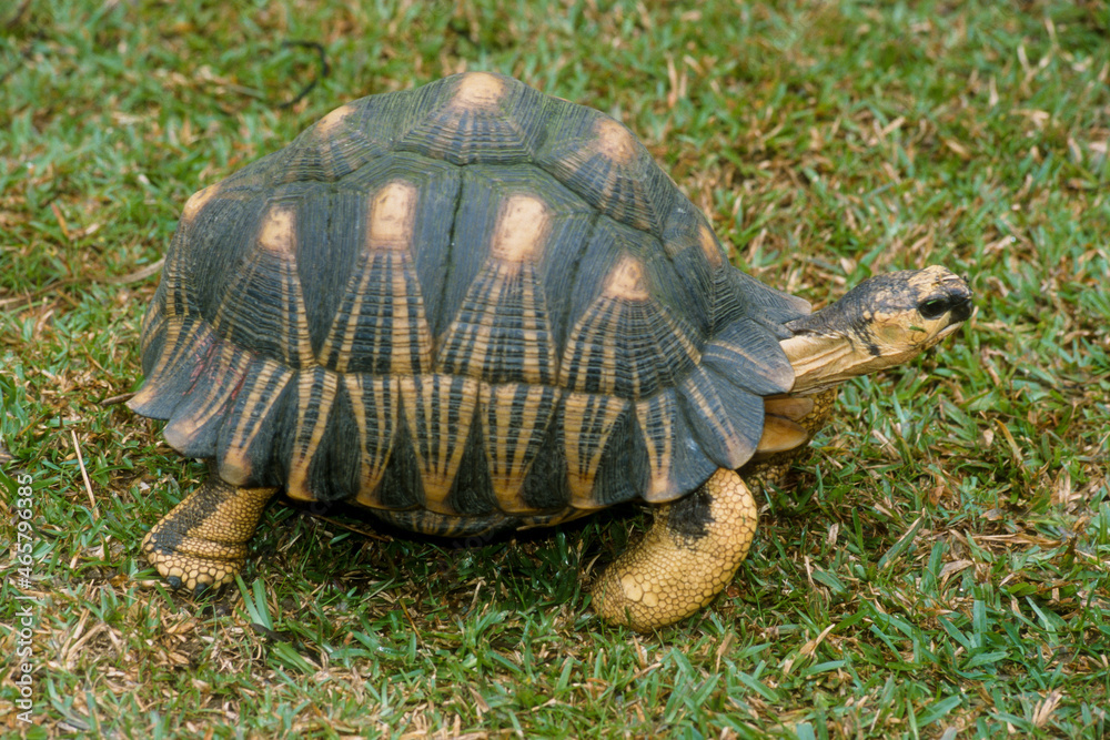 Fototapeta premium Tortue étoilée, Astrochelys radiata, Madagascar