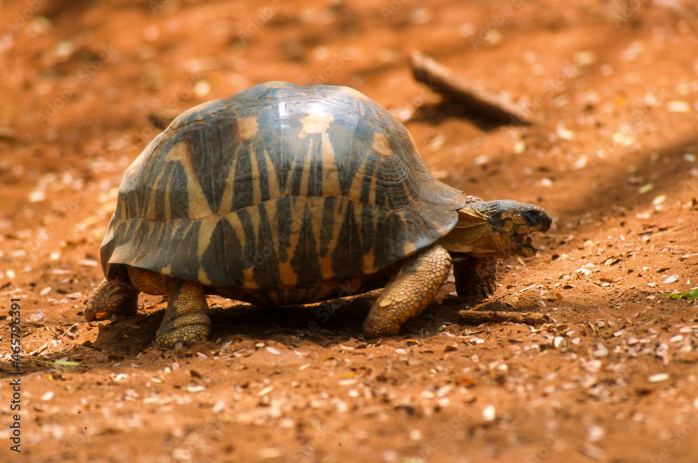 Fototapeta premium Tortue étoilée, Astrochelys radiata, Madagascar