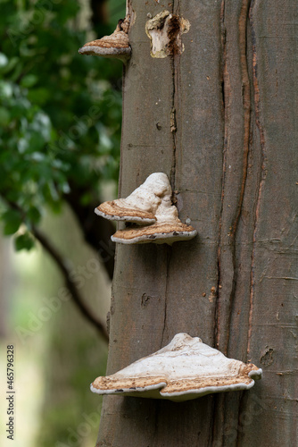 champignon, Amadouvier, Fomes fomentarius photo