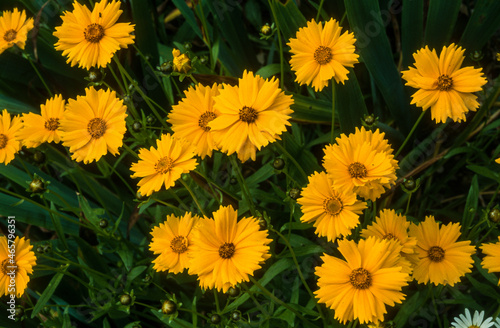 Cor  opsis  Coreopsis grandiflora