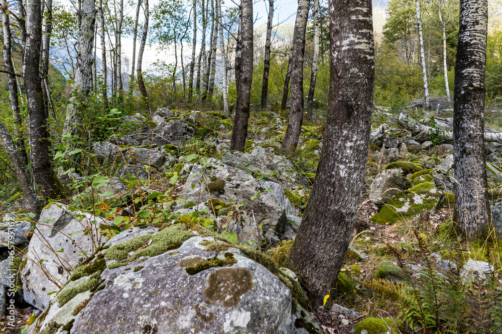 Birkenwald mit Moosfelsen