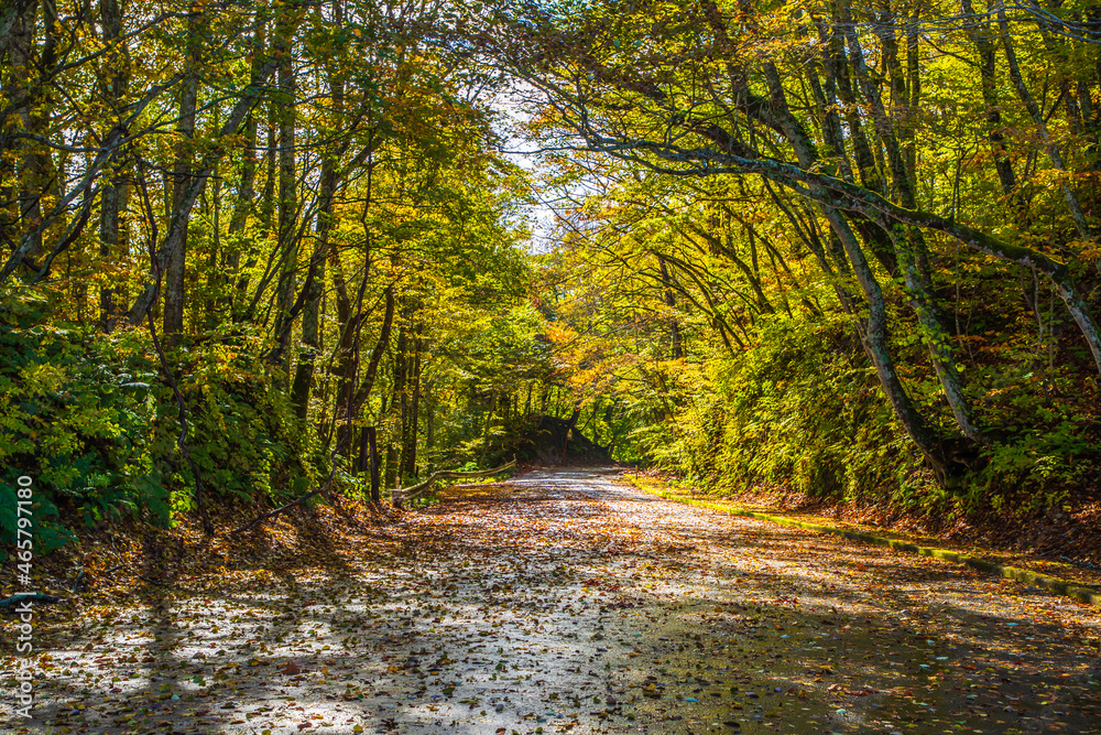 Obraz premium 青森県 十和田湖展望台までの道