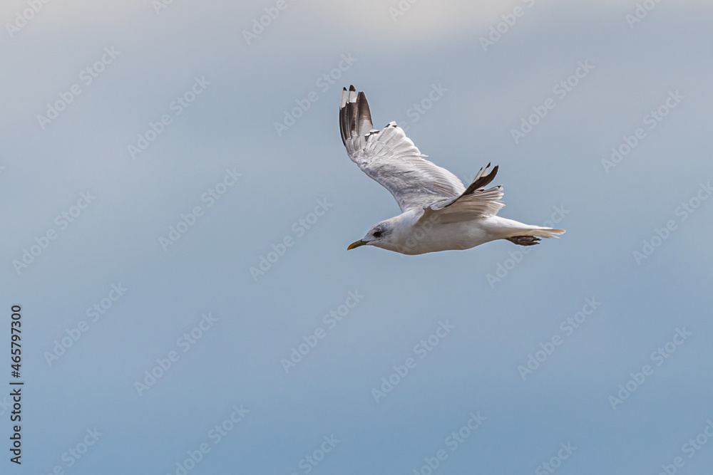 Obraz premium Seagull in Flight over the Wadden Sea, Germany