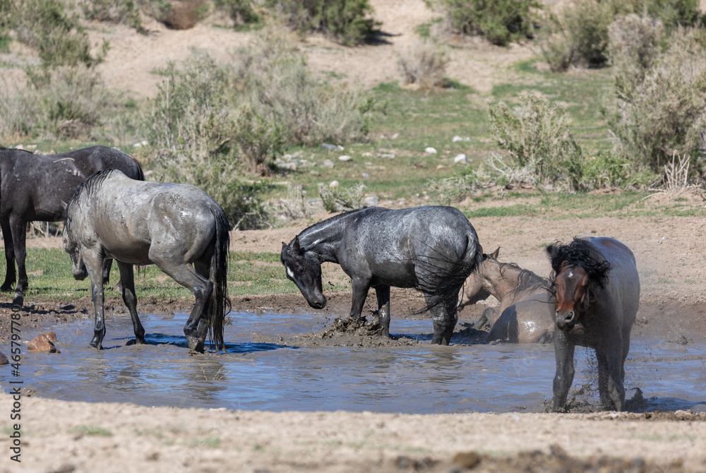 Fototapeta premium Wild Horses at a Waterhole in the Utah Desert