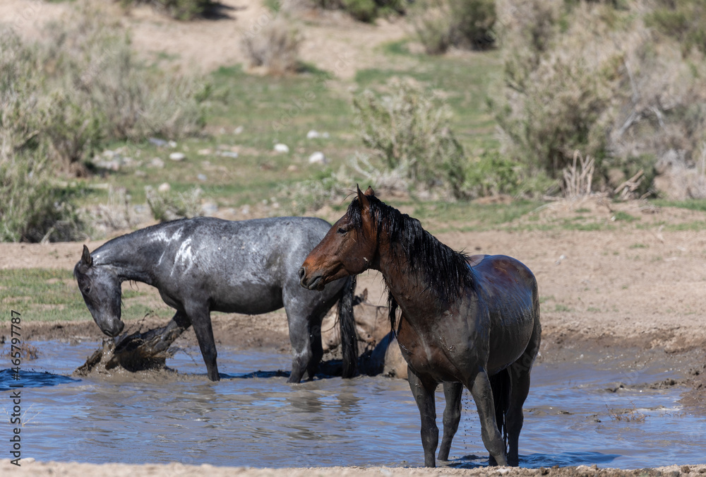 Wild Horses at a Waterhole in the Utah Desert Wild Horses at a Waterhole in the Utah Desert