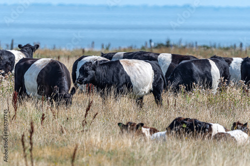 Belted Galloway or Belties Cows on Sylt, Germany photo