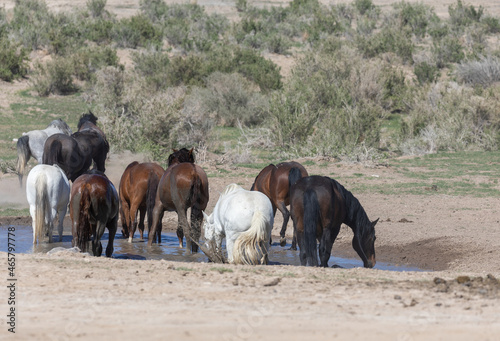 Fototapeta Naklejka Na Ścianę i Meble -  Wild Horses at a Waterhole in the Utah Desert