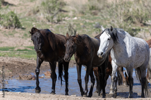 Wild Horses at a Waterhole in the Utah Desert © natureguy