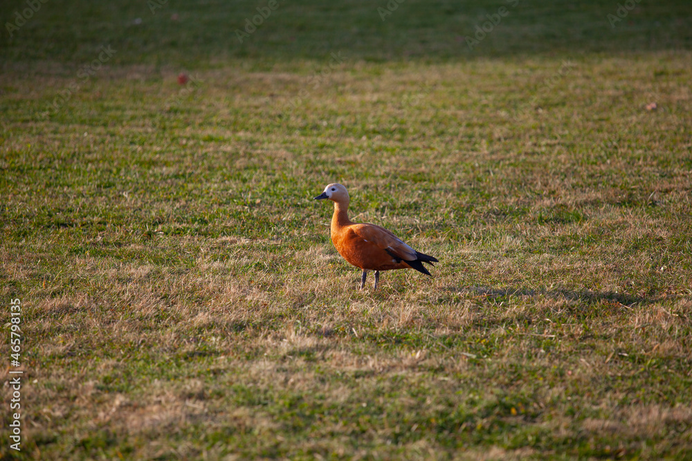 red duck ogar sits on the green grass in autumn in the park - obrazy, fototapety, plakaty 