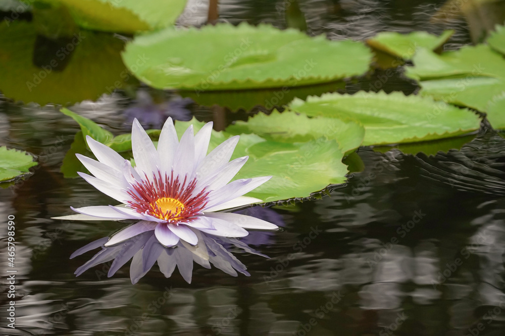 a blue lotus flower floating in the water with beautiful shadow,selective focus a blue lotus flower floating in the water with beautiful shadow,selective focus