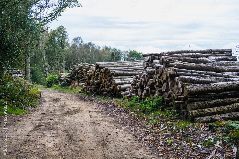 Forestry timber stack in woods Forestry timber stack in woods