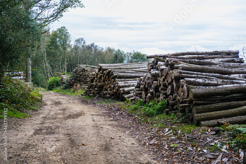 Forestry timber stack in woods © Justin Owen