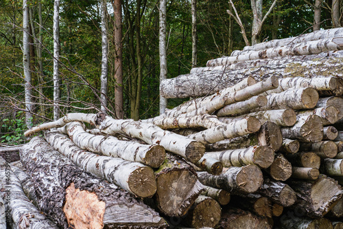 Forestry timber stack in woods photo