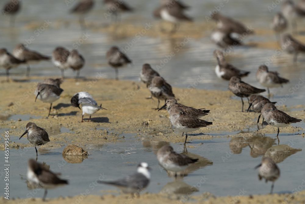 Selective focus on Dunlins resting at Busaiteen coast, Bahrain Selective focus on Dunlins resting at Busaiteen coast, Bahrain