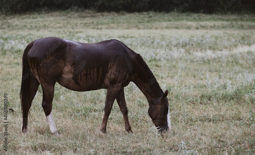 Mare horse grazing in rain weather on ranch. Mare horse grazing in rain weather on ranch.