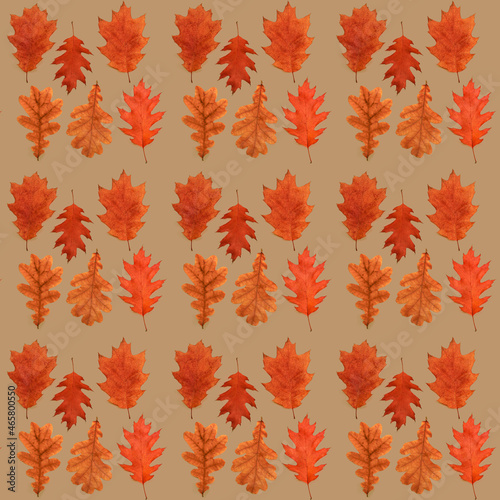 Pattern of autumn leaves of oak isolated on light brown
