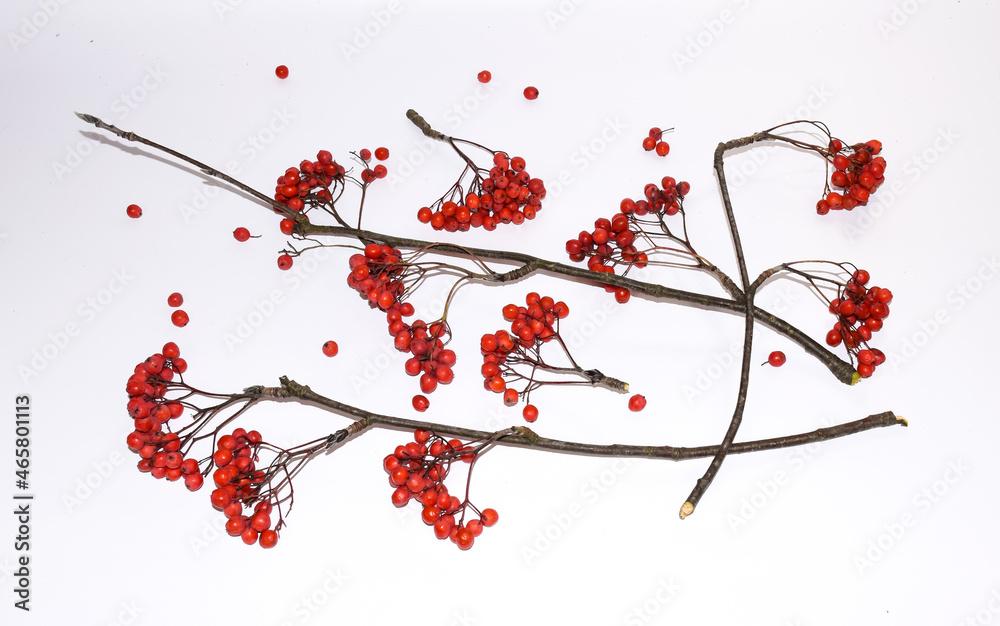 Branches with red rowan berries. 