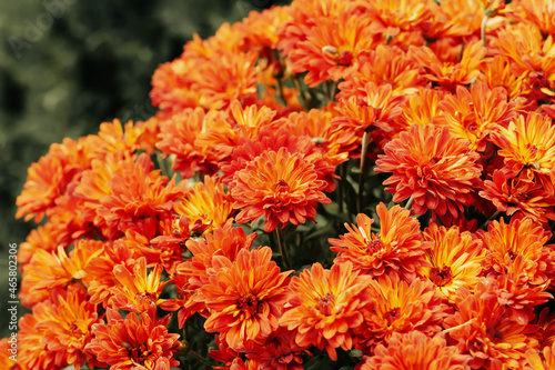 Orange chrysanthemum flowers vintage floral background