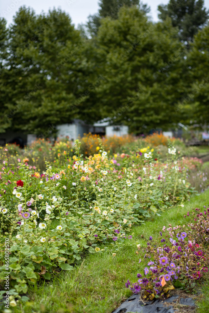 Flowers growing in a flower farm