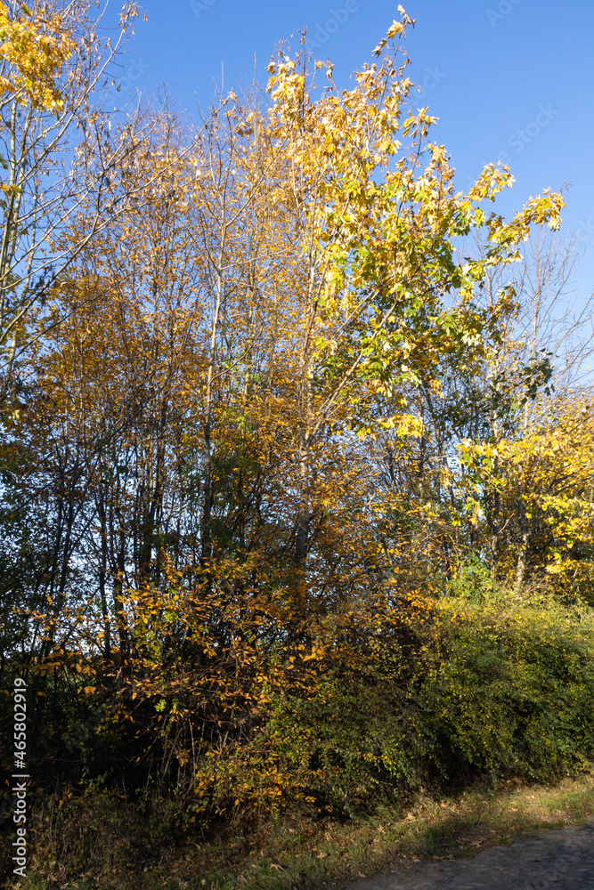Tree with autumn leaves at the roadside