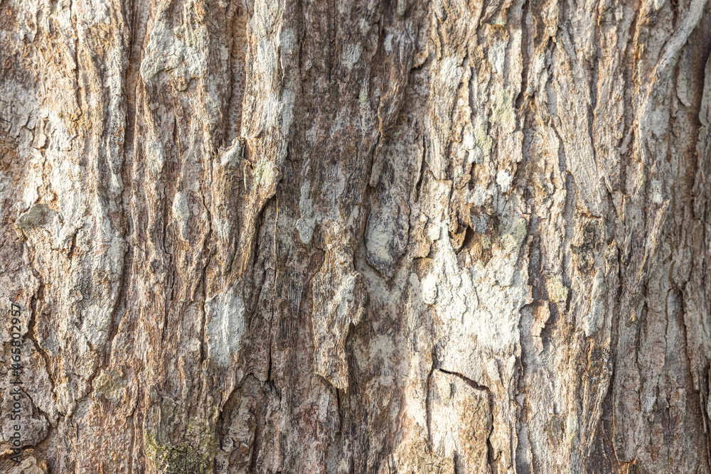 The bark skin surface is naturally rough background The bark skin surface is naturally rough background