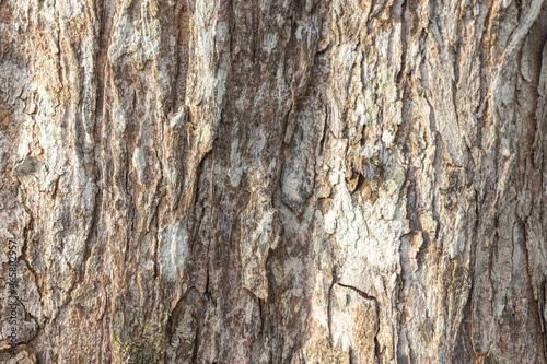 The bark skin surface is naturally rough background