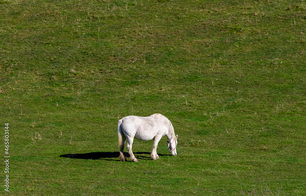 a white horse grazing on a field a white horse grazing on a field