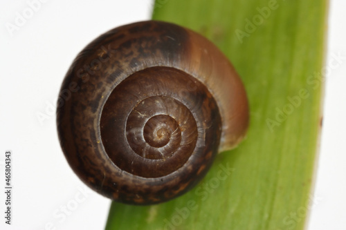 Snail macro photography