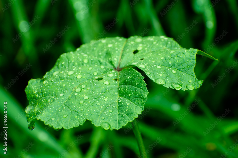 Pasto después de la lluvia con gotas de rocío Pasto después de la lluvia con gotas de rocío