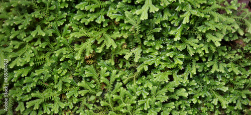 Beautiful green moss on the floor. Beautiful background of moss for wallpaper
