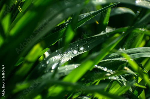 Pasto después de la lluvia con gotas de rocío