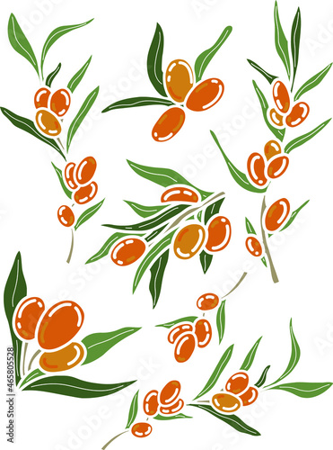 Vector set of sea buckthorn, vector set of sea buckthorn branches. Clipart with sea buckthorn vector, therapeutic sea buckthorn.