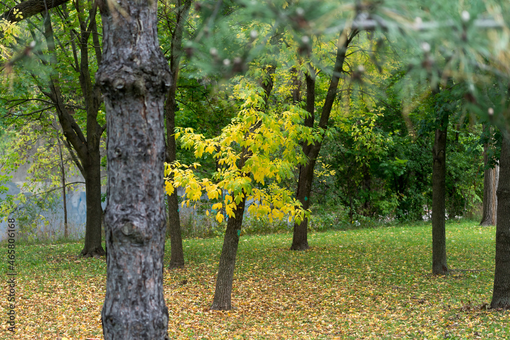 autumn in the park autumn in the park