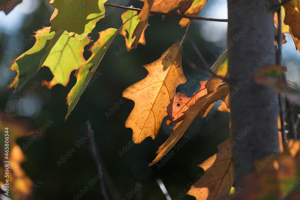 Fototapeta premium autumn oak leaves backlit by the sun