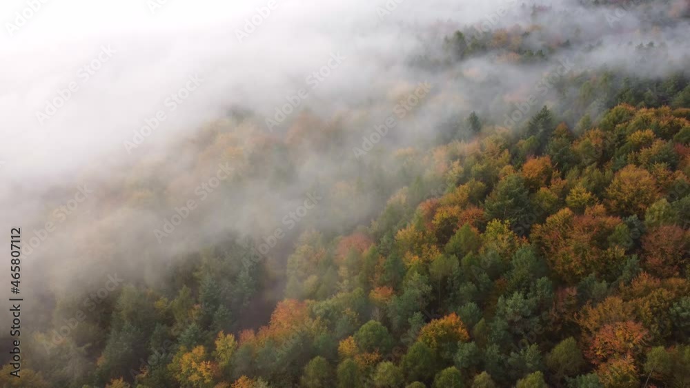 Drohnenaufnahme, Herbstwald mit Morgennebel