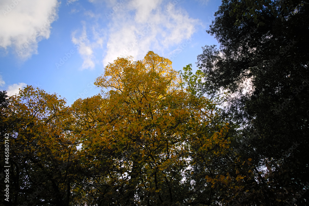 Fototapeta premium Foliage autunnale nelle Marche