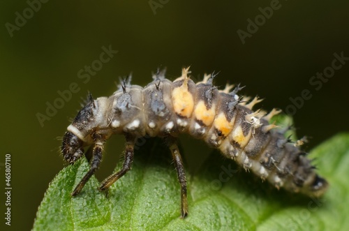Ladybug larva on a leaf