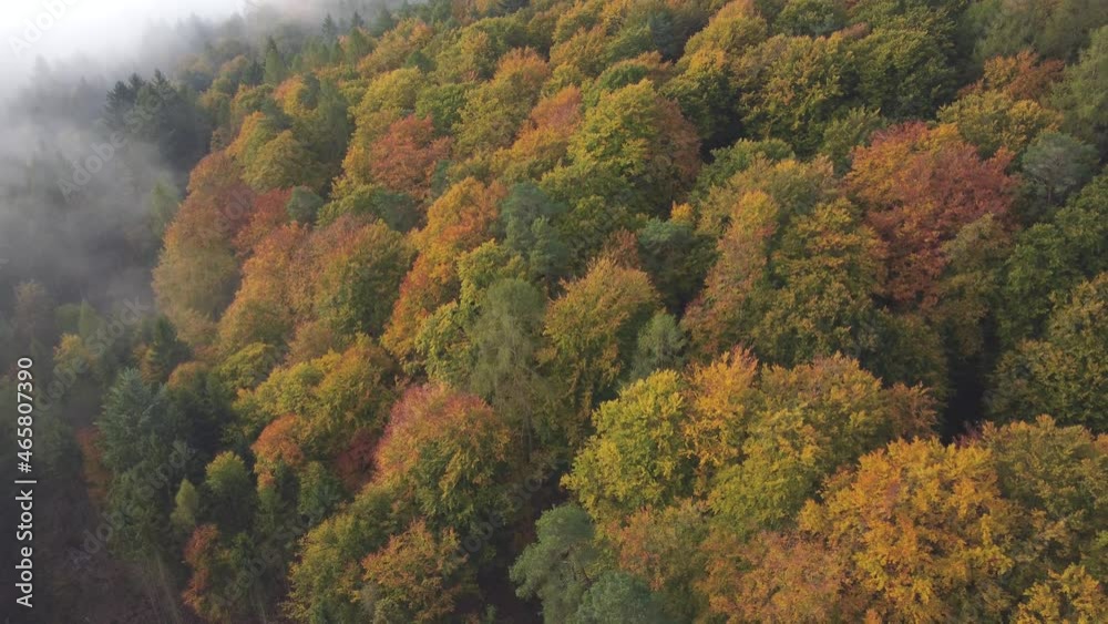 Drohnenaufnahme, Herbstwald mit Morgennebel