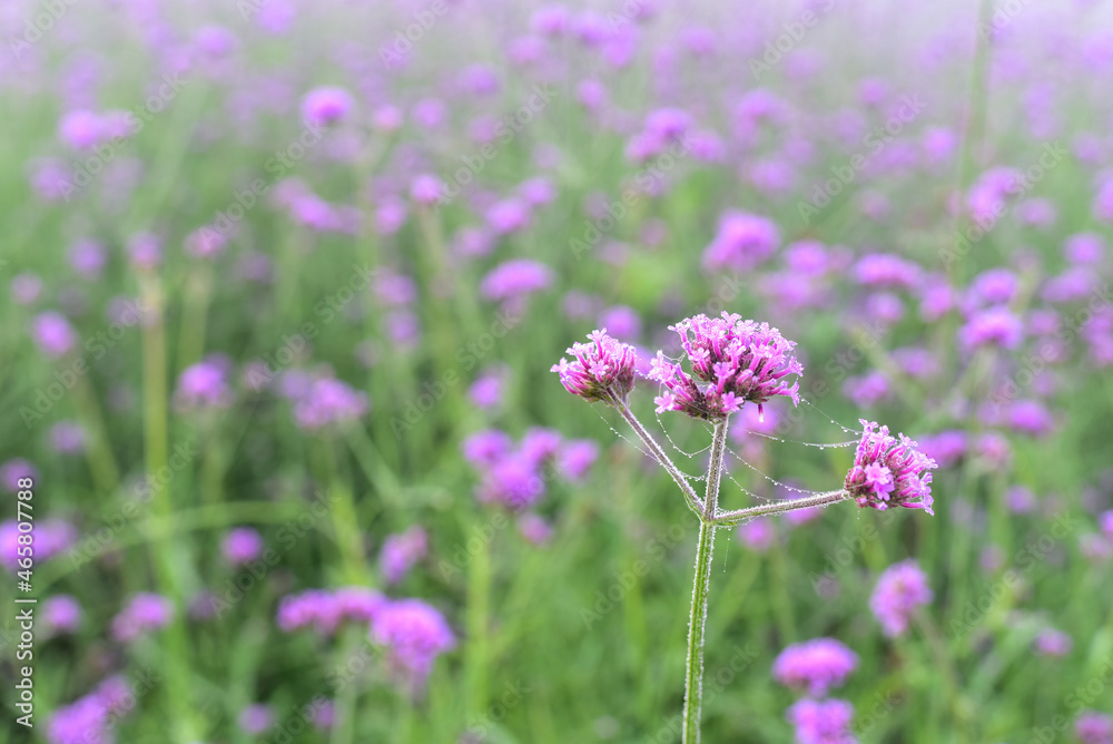 Verbena flowers blossom in the field on blurred background. Verbena flowers blossom in the field on blurred background.