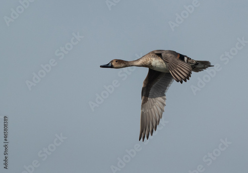 Northern Pintail flying at Asker marsh, Bahrain