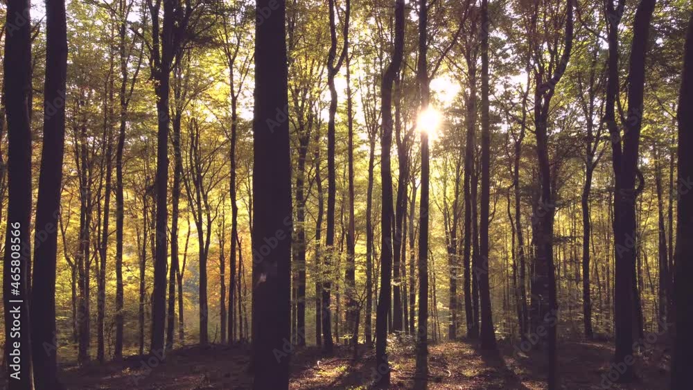 Drohnenaufnahme, Sonnenaufgang im Herbstwald Drohnenaufnahme, Sonnenaufgang im Herbstwald